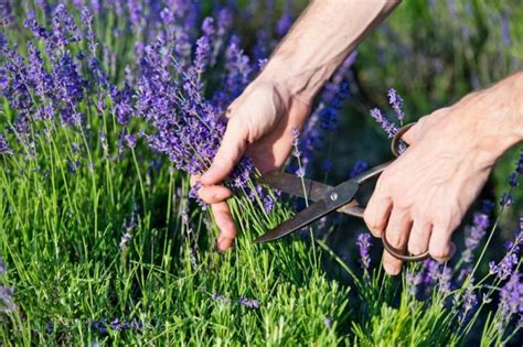 Cut The Lavender Well